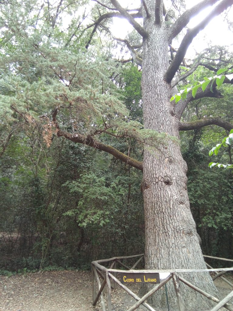 L'albero saggio