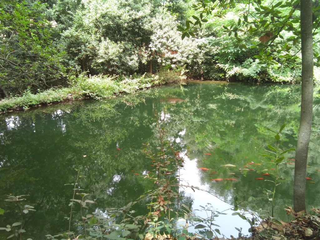 La Pace del bosco