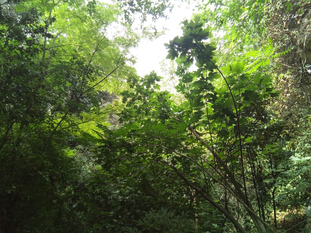 La natura